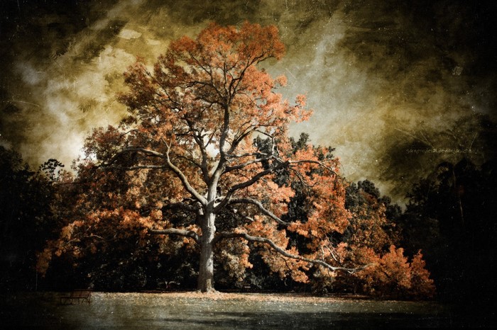 Autumn tree with orange leaves and textured sky