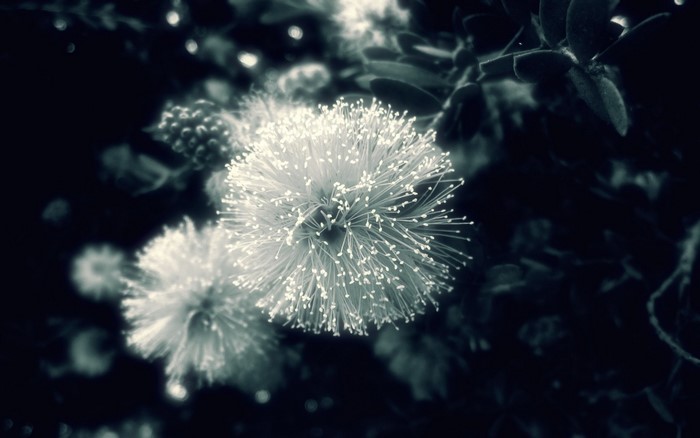 Black and white macro photography of a bottlebrush flower