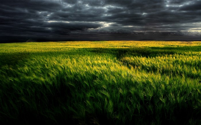 Sunlight Landscape Food Sunset Nature Grass Sky Field Green