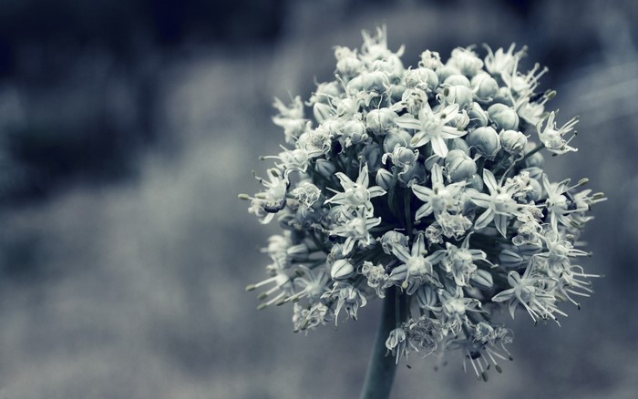 Monochrome macro photography of a white flower