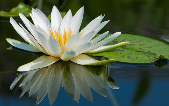 White Water Lily Floating on Calm Pond