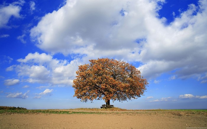 A lone tree with autumn leaves under a blue sky with clouds