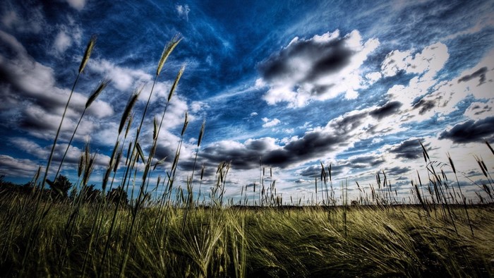 Wheat field under a dramatic cloudy sky
