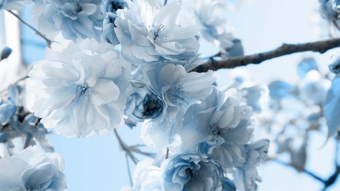 Close-up of pale blue cherry blossoms on a branch