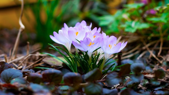 Purple crocuses blooming in the garden