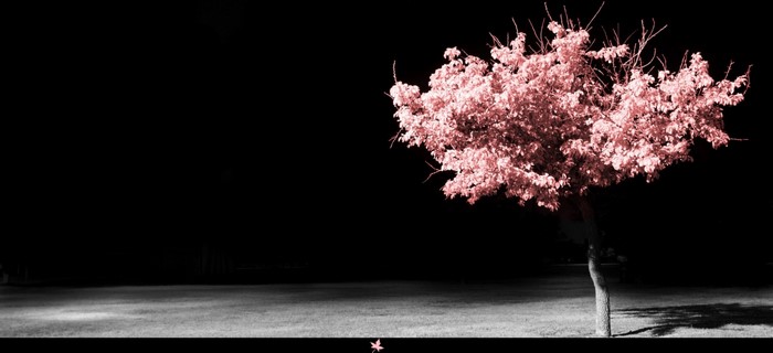 Pink tree in the dark with a fallen leaf