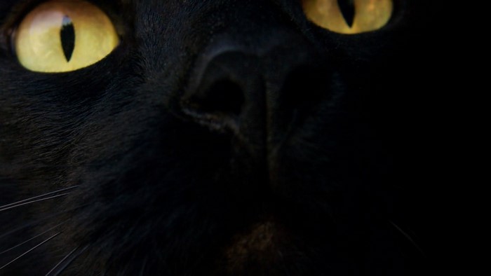 Close-up of a black cat's yellow eyes and nose