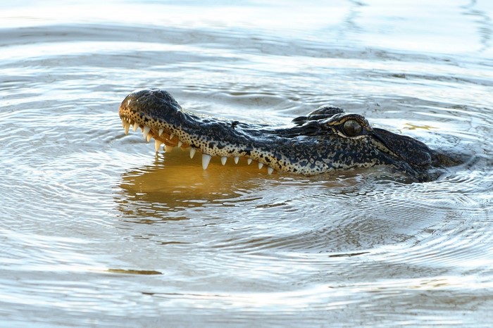 Close-up of an American alligator in water