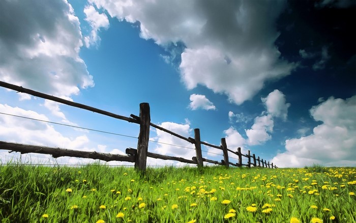 Wooden fence in a field of dandelions under a cloudy sky