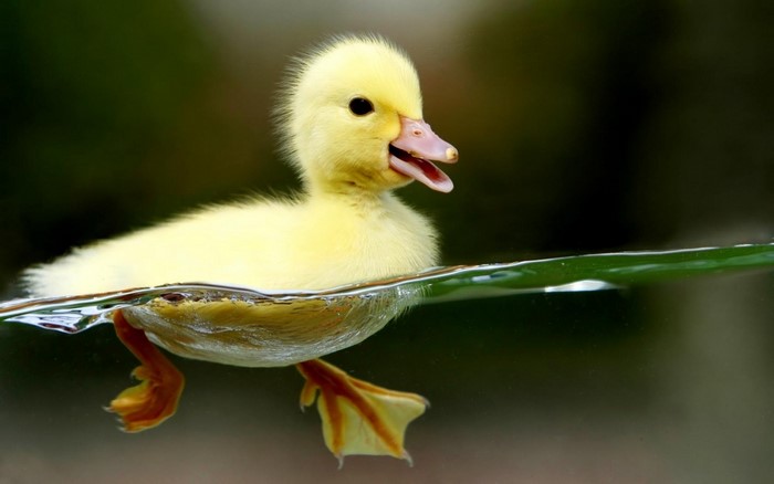 A yellow duckling swims in the water
