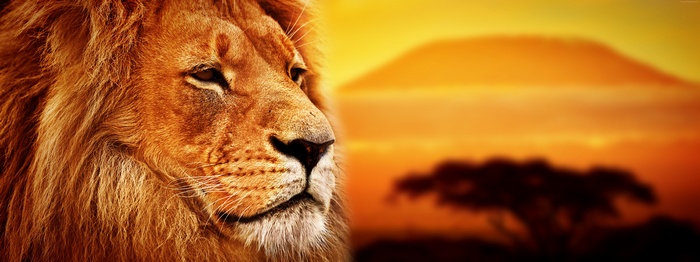 Lion on the Savanna at Sunset