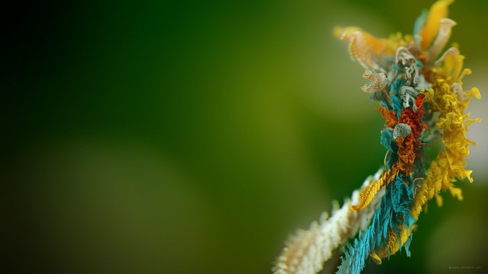 Abstract colorful plant macro photography