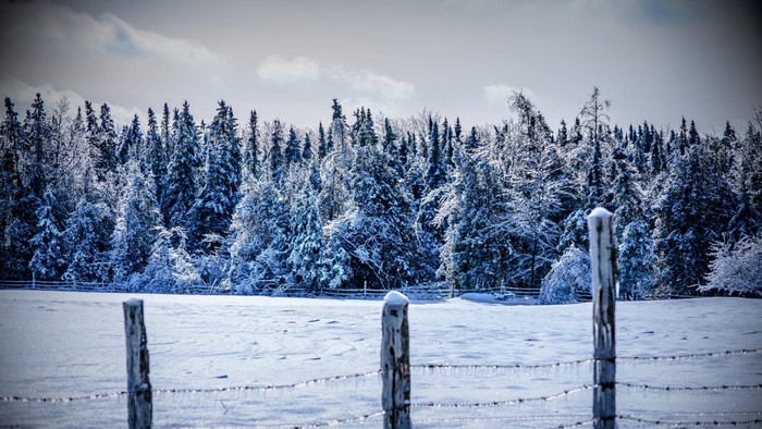 Snowy forest landscape with a barbed wire fence