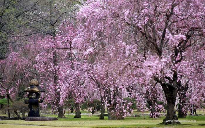 Weeping cherry blossoms in a Japanese garden with a stone lantern