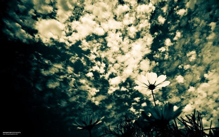 Flowers silhouetted against a cloudy sky