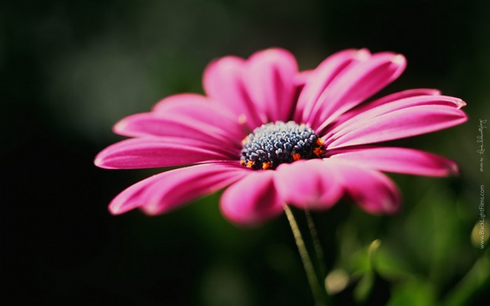 Close-up of a pink daisy with a dark background