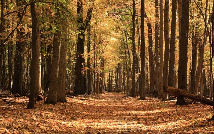 Forest path covered in autumn leaves with sunlight filtering through trees