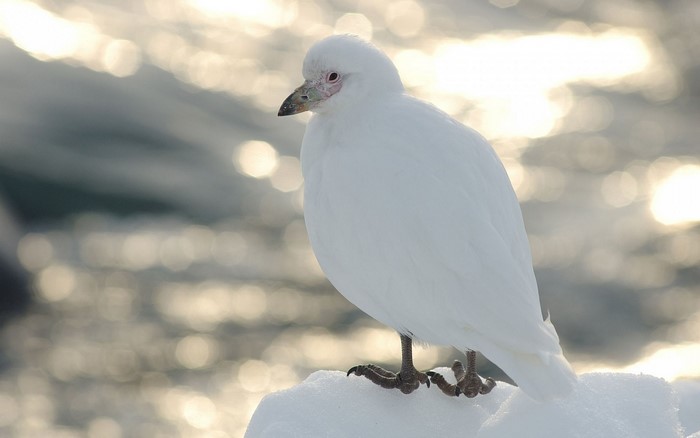 White Seabird Standing on Snow