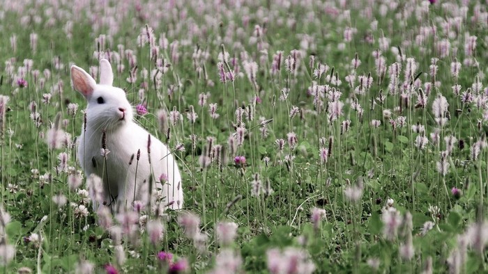 White rabbit in a field of wildflowers