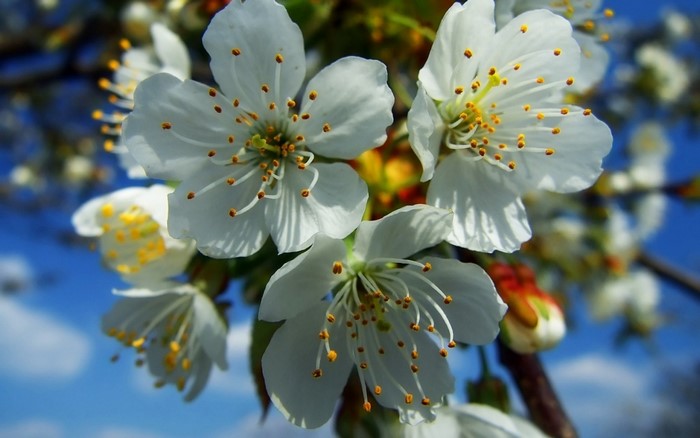 Close-up of white cherry blossoms against a blue sky