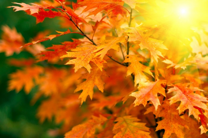 Autumn oak leaves with sunlight