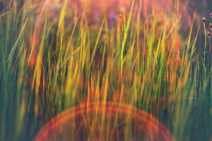 Sunlight on wet grass with lens flare