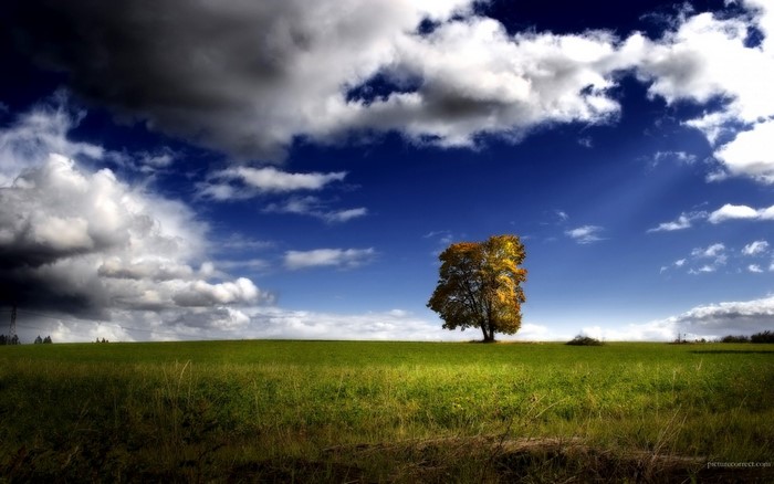 Lone tree in a grassy field under a dramatic sky