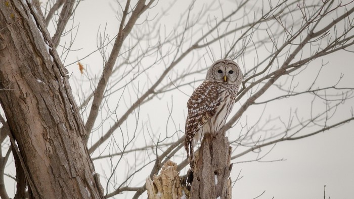 Barred owl perched on a tree stump in winter