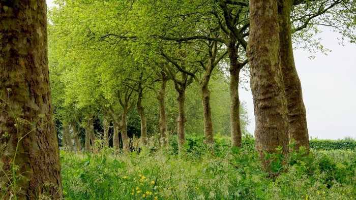 A row of trees with green leaves and a grassy field