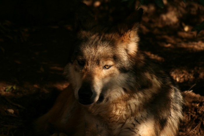 Wolf lying down in dappled sunlight