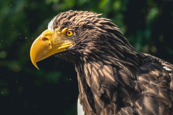4K Steller's Sea Eagle close-up