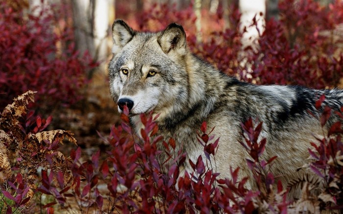 Wolf in a forest with red foliage