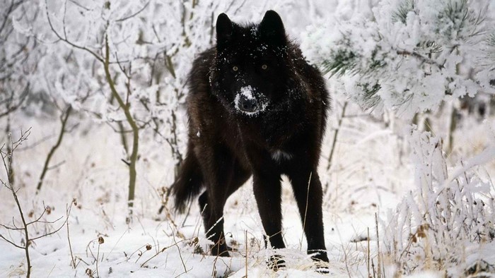 Black wolf standing in a snowy forest