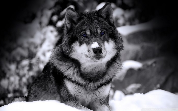 Wolf with blue eyes in the snow