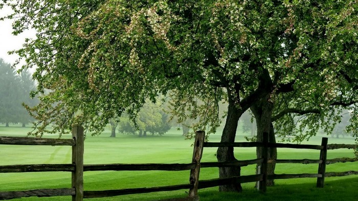 Tree with white flowers and wooden fence on green field