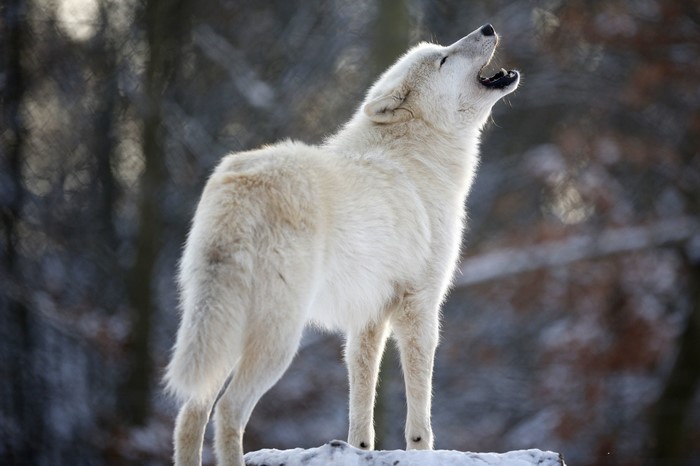 White wolf howling in a snowy forest