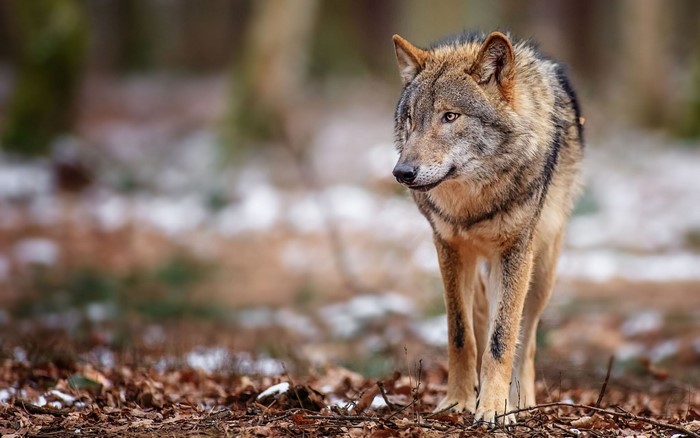 Wolf walking in a forest with snow and fallen leaves