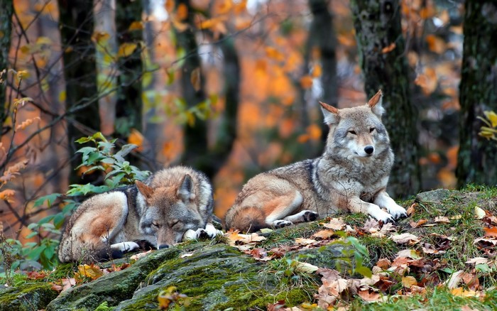 Two wolves resting on a mossy rock in autumn forest