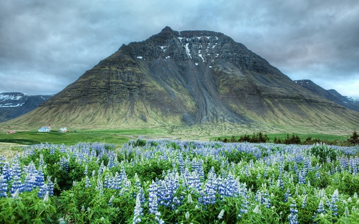 Mountain landscape with lupine flowers and houses