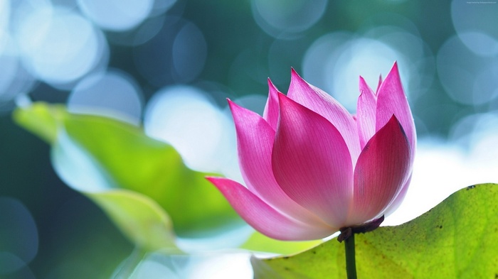 4K Pink Lotus Flower