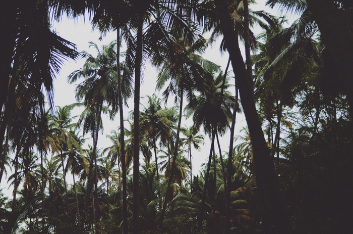 Dense palm tree forest with sunlight filtering through