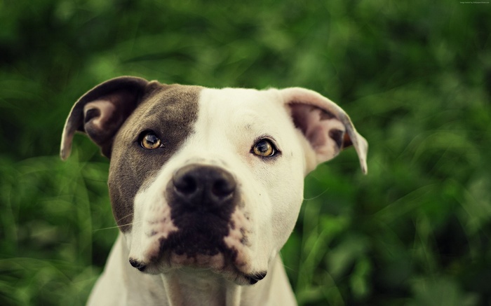 4K Pitbull Dog Portrait