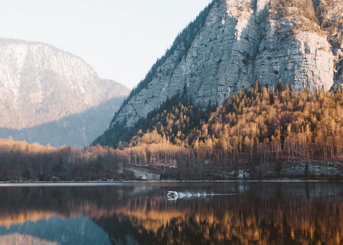 Swan swimming in a lake with mountains and forest