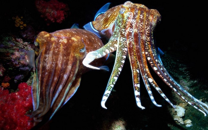 Two cuttlefish in a coral reef
