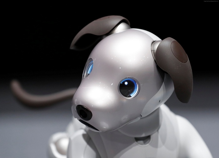 Sony Aibo robot dog in 4K
