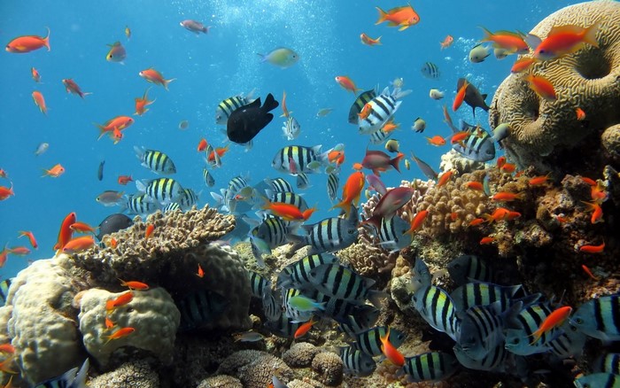 Underwater coral reef teeming with tropical fish