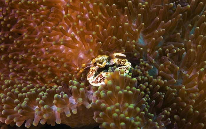 Spotted Porcelain Crab on Sea Anemone