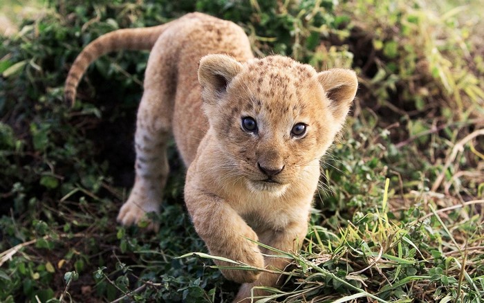 Adorable Lion Cub Walking on Grass