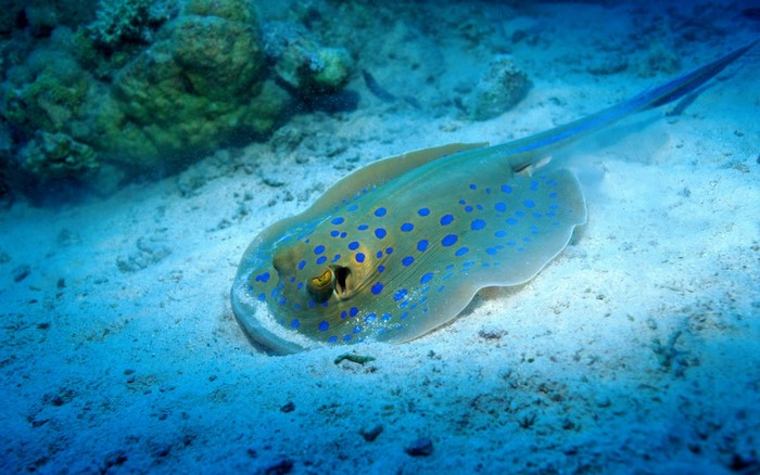 Blue-spotted stingray resting on sandy seabed