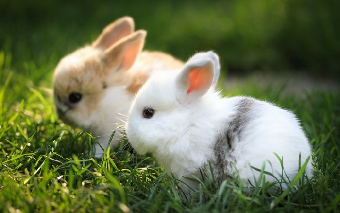 Two Adorable Rabbits in Green Grass